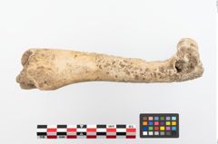 Foto von Tierknochen (NHMW-PRAE-023876)